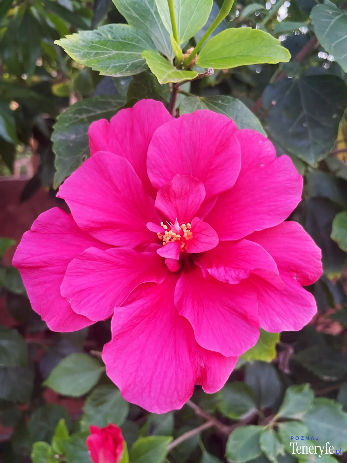 Las flores
