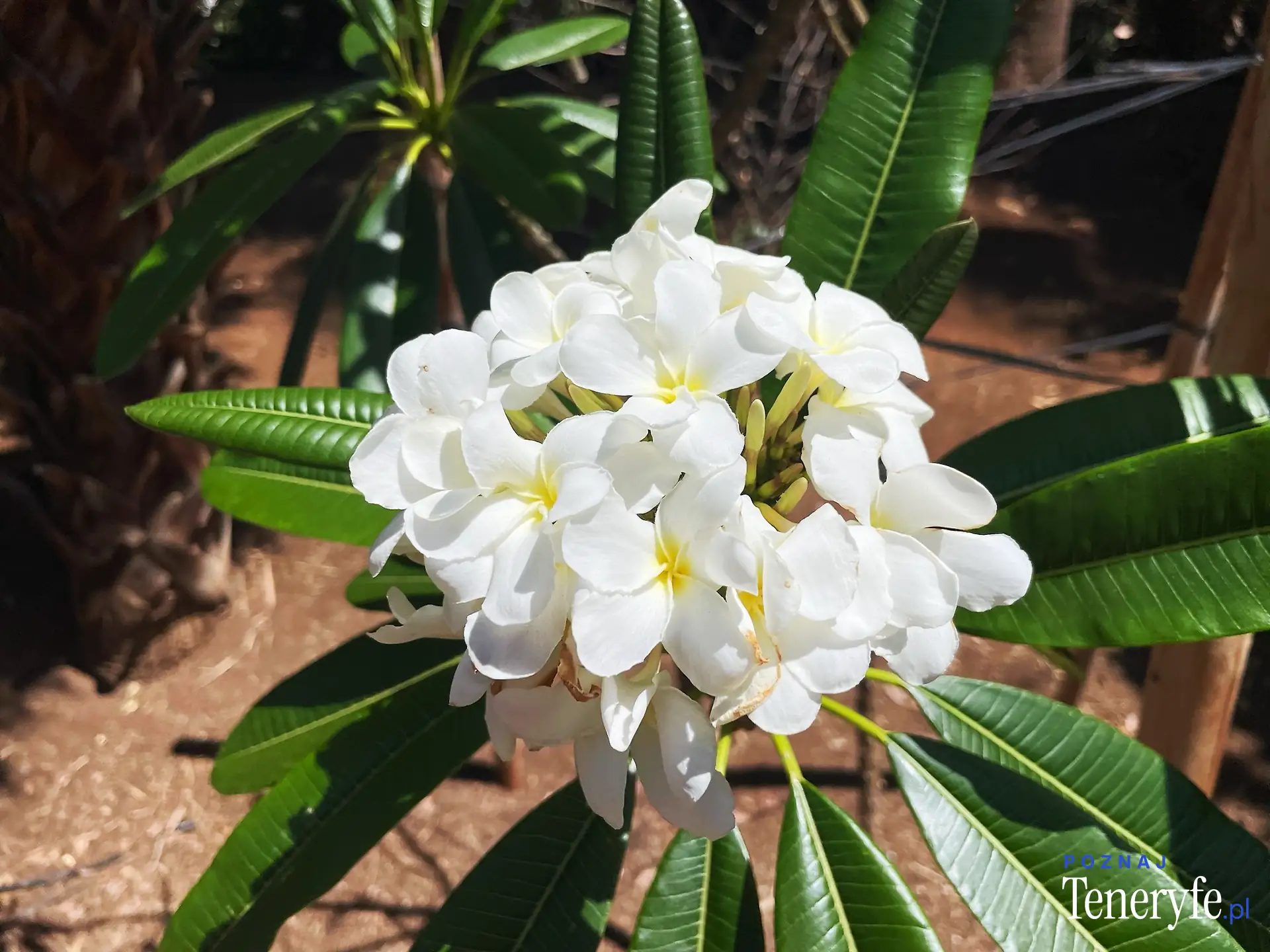 Las flores