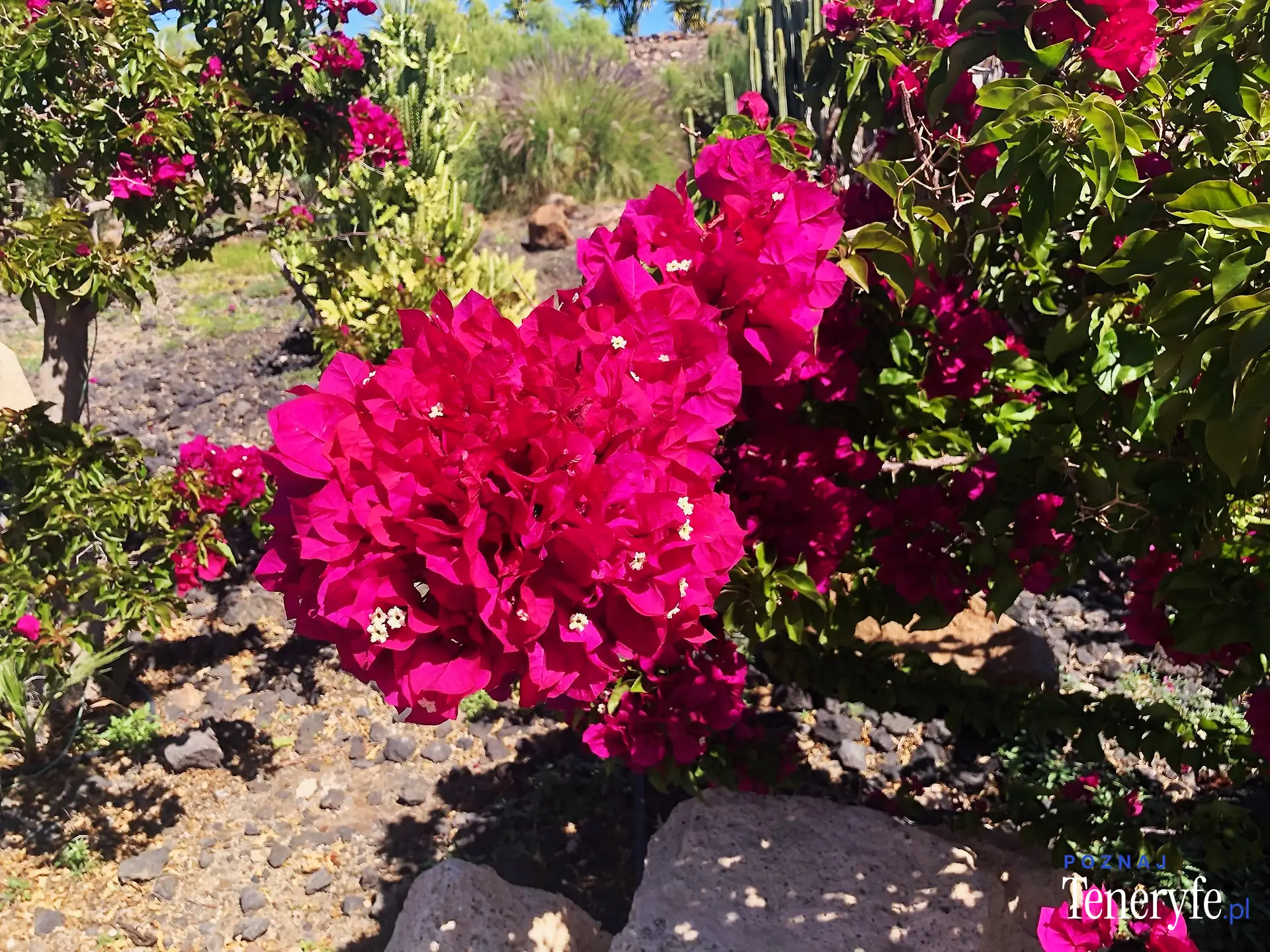 Las flores