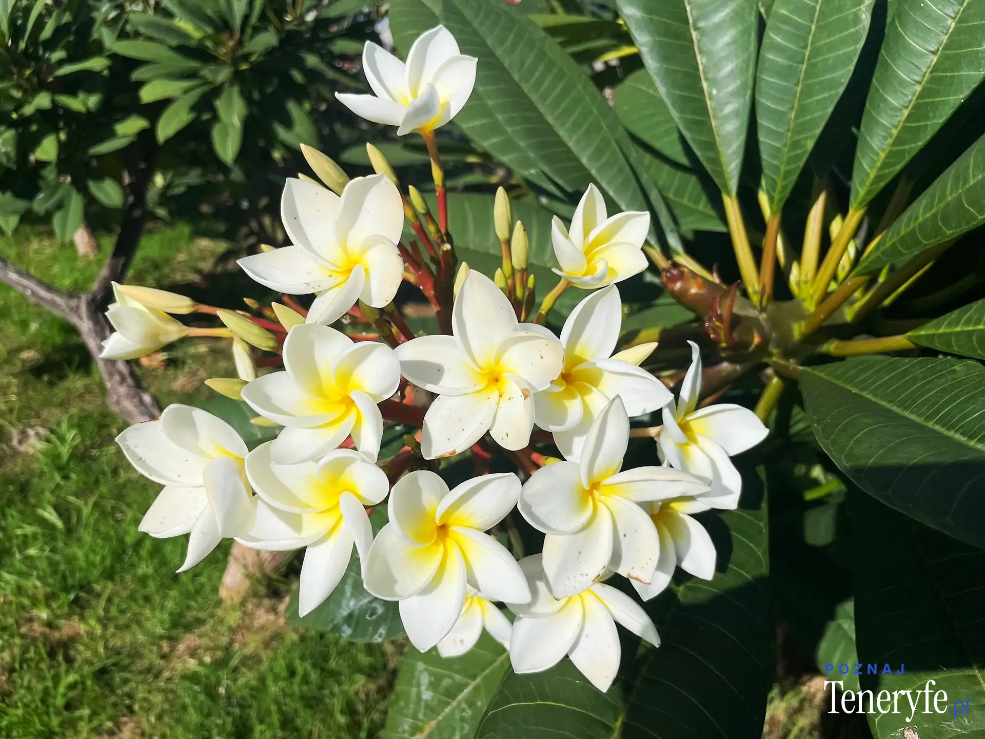 Las flores
