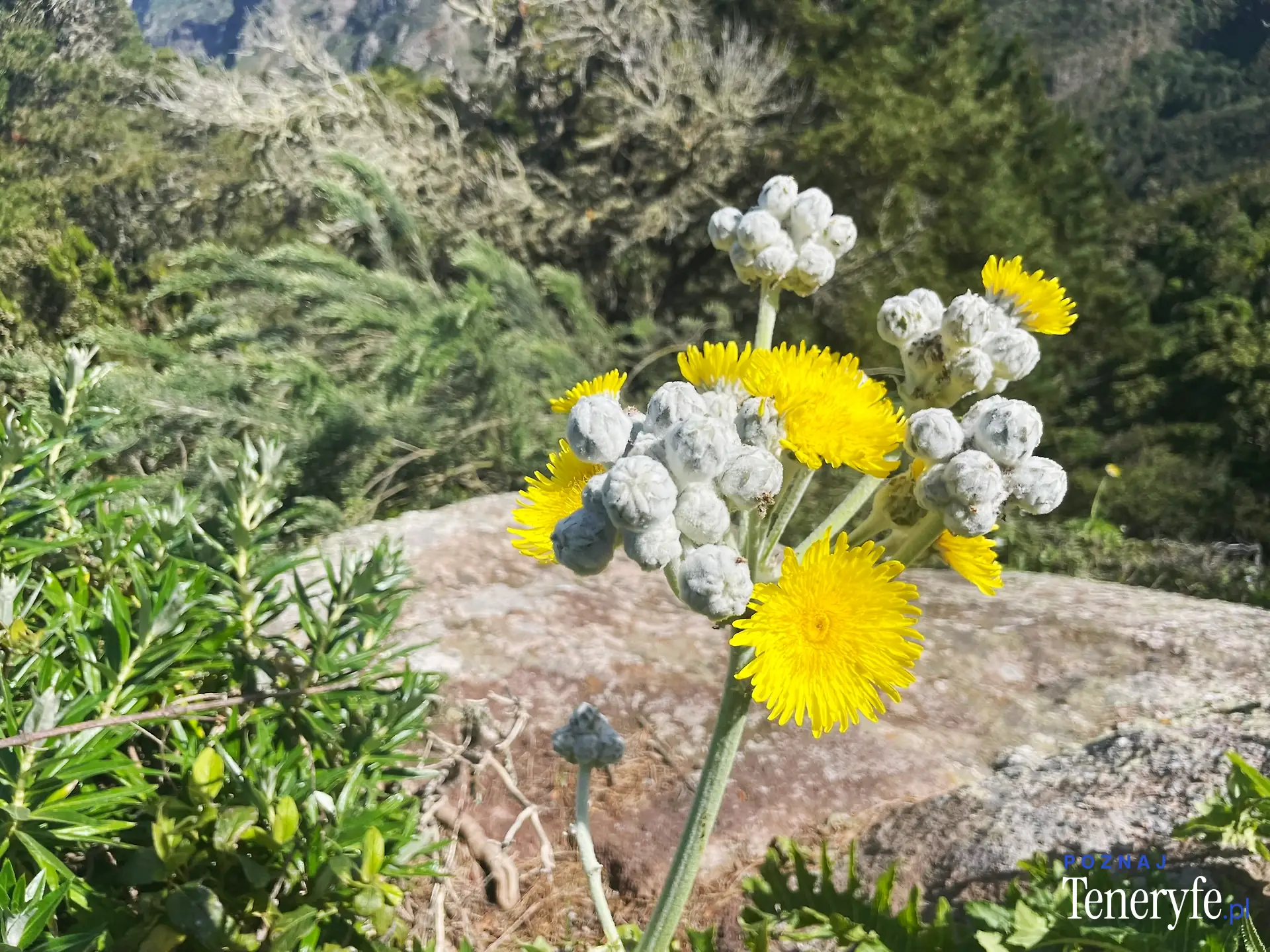 Las flores