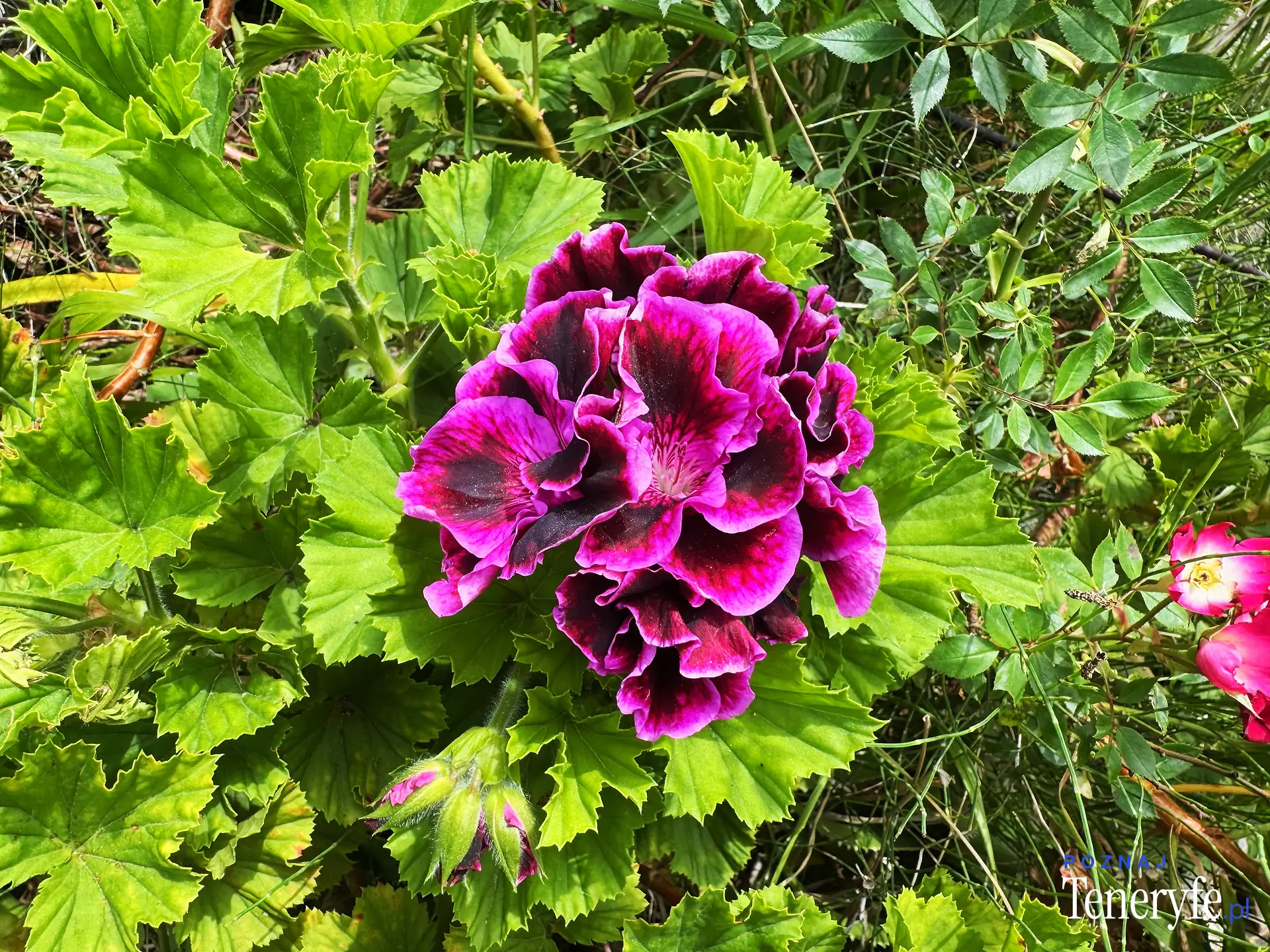Las flores