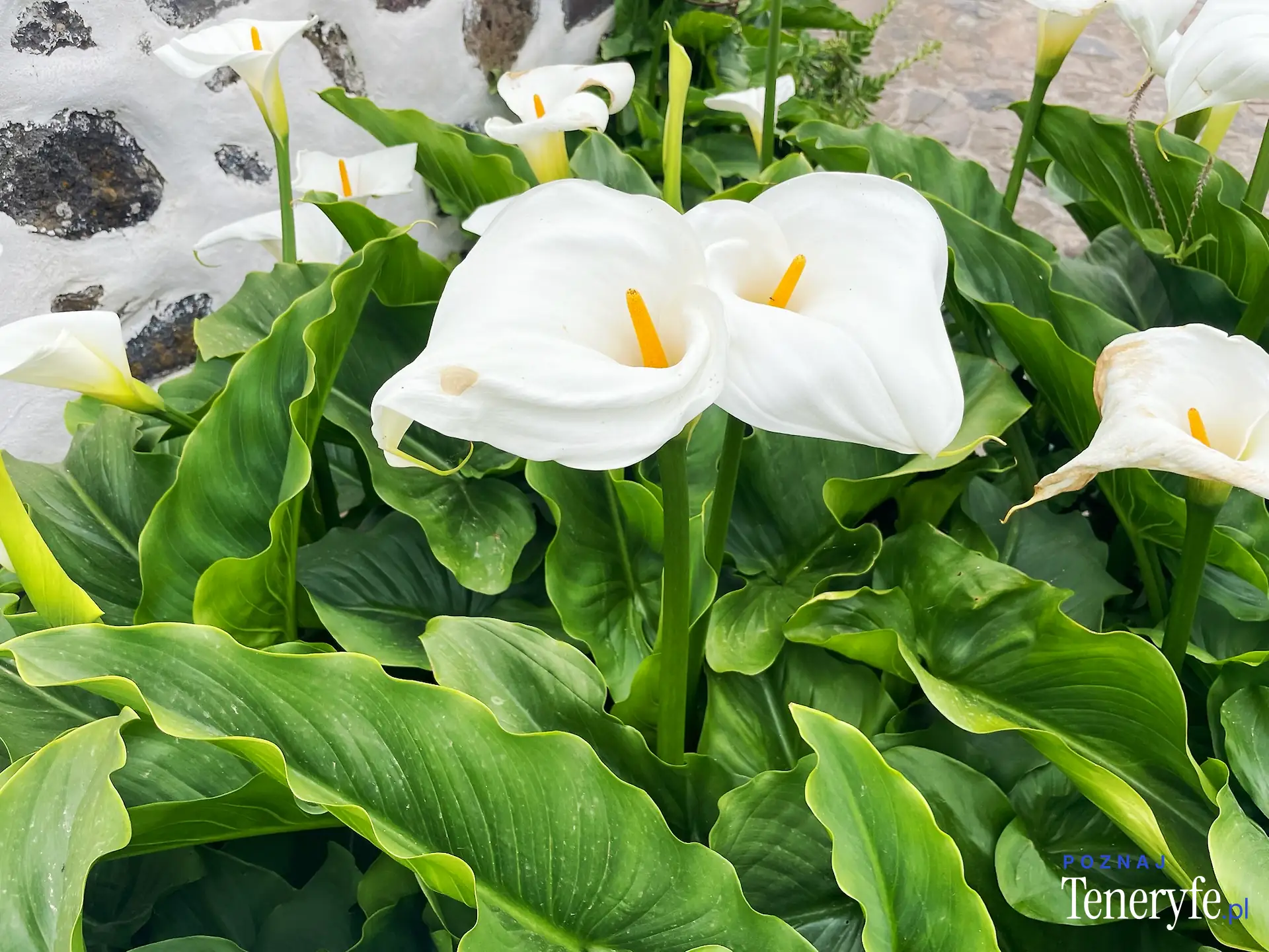 Las flores