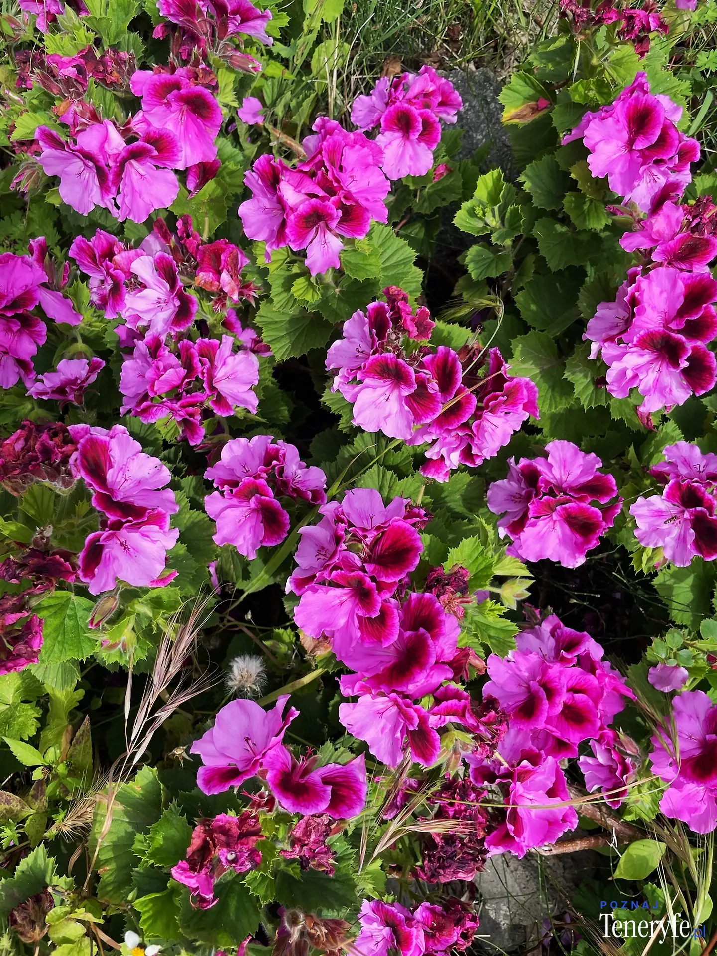 Las flores