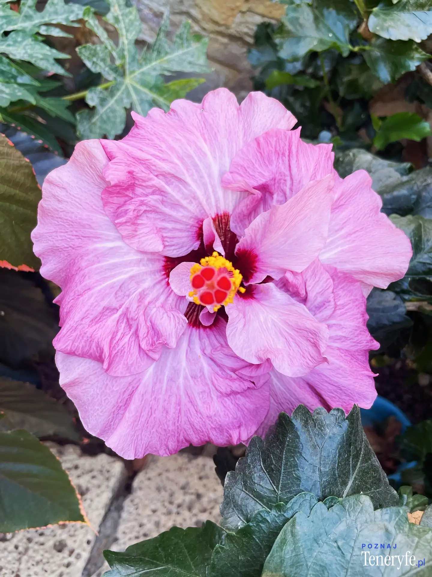 Las flores