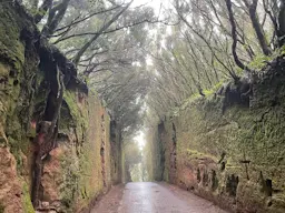 Anaga - Camino viejo al Pico del Inglès
