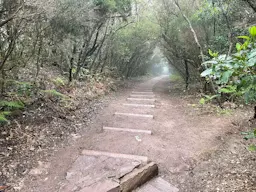 Anaga - El Bosque de los Enigmas