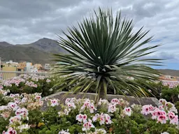 Adeje - lokalny raj w sercu Teneryfy