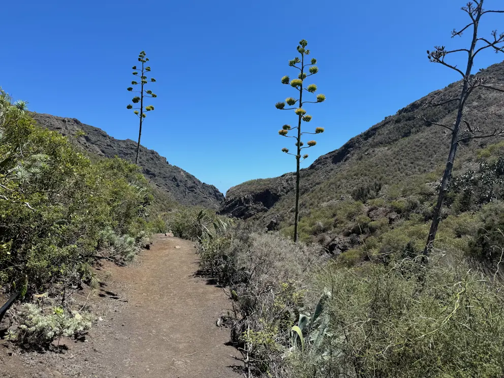 Camino de Roque Bermejo