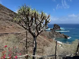 Chamorga - Roque Bermejo - Chamorga