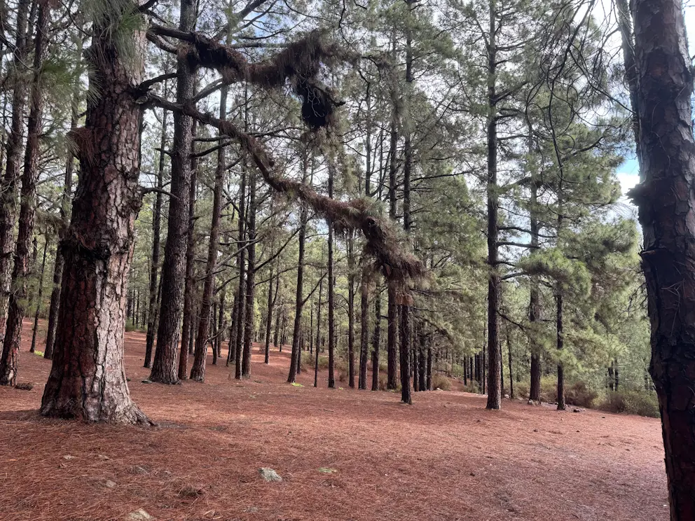 Circular Las Raíces