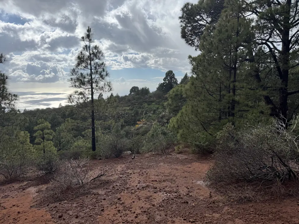 Circular Las Raíces