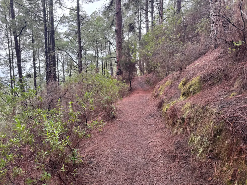 Circular Las Raíces