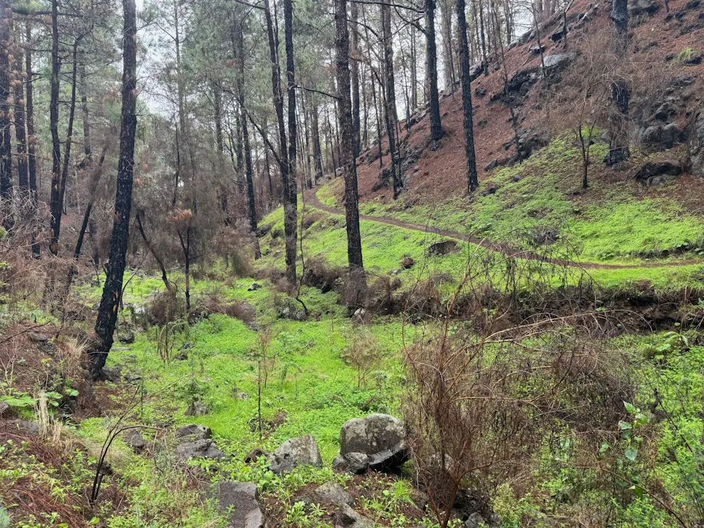 Circular Las Raíces