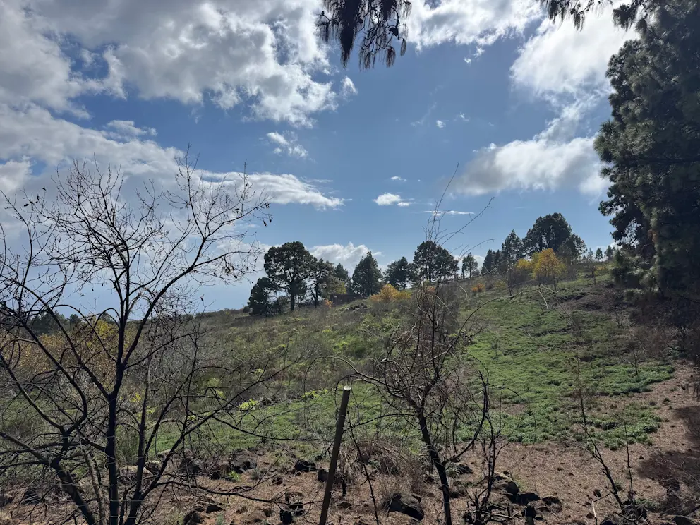 Circular Las Raíces