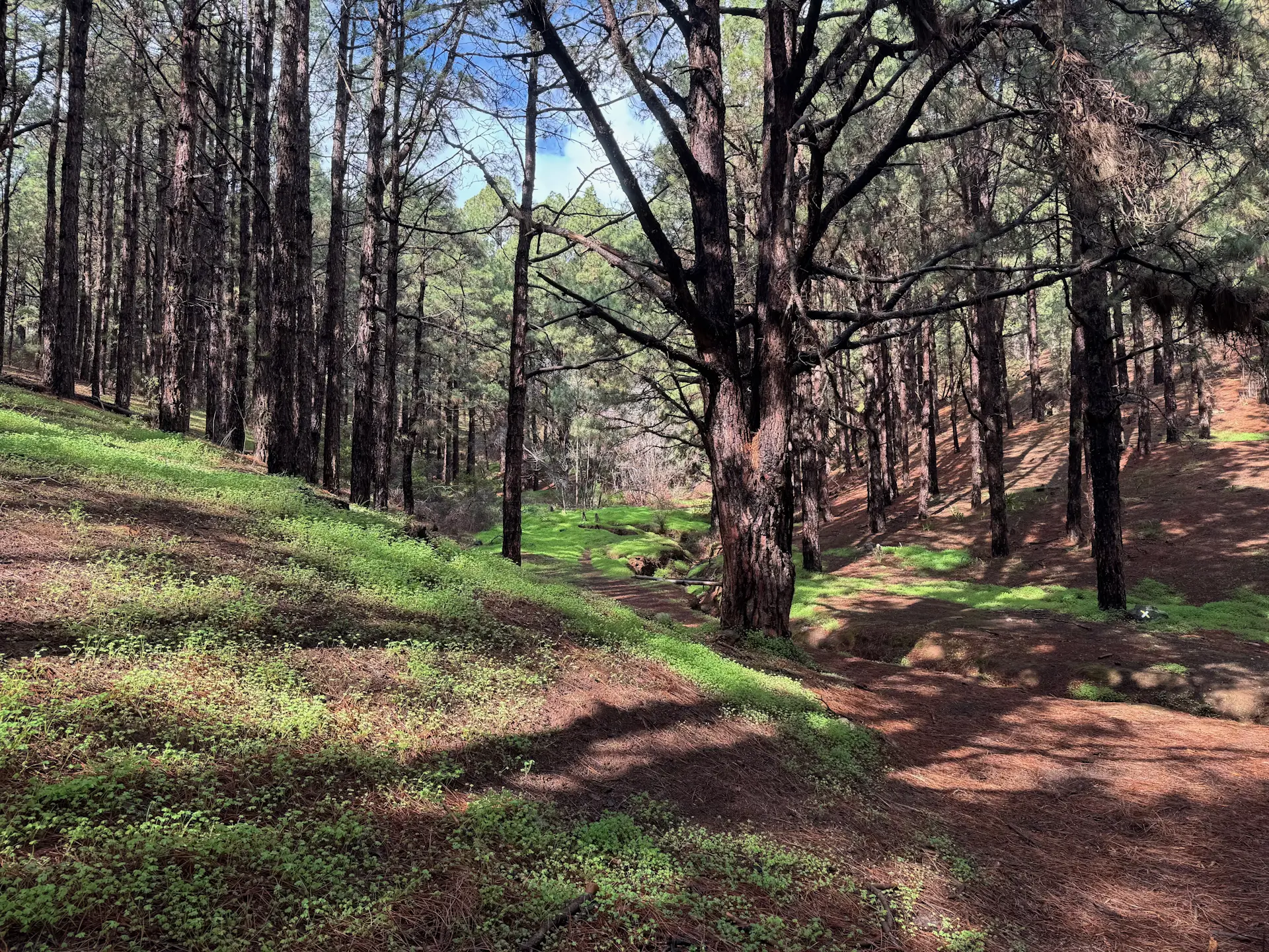 Circular Las Raíces