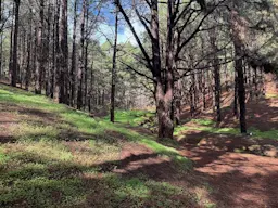 Circular Las Raíces