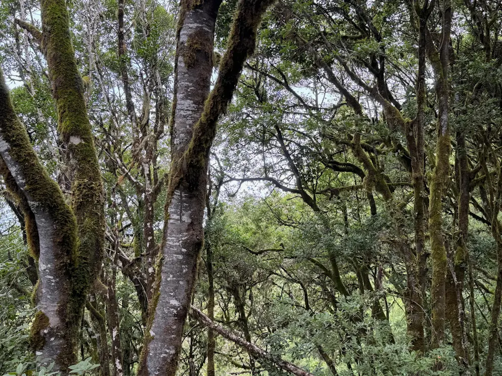 Las wawrzynowy z drzewami pokrytymi mchem