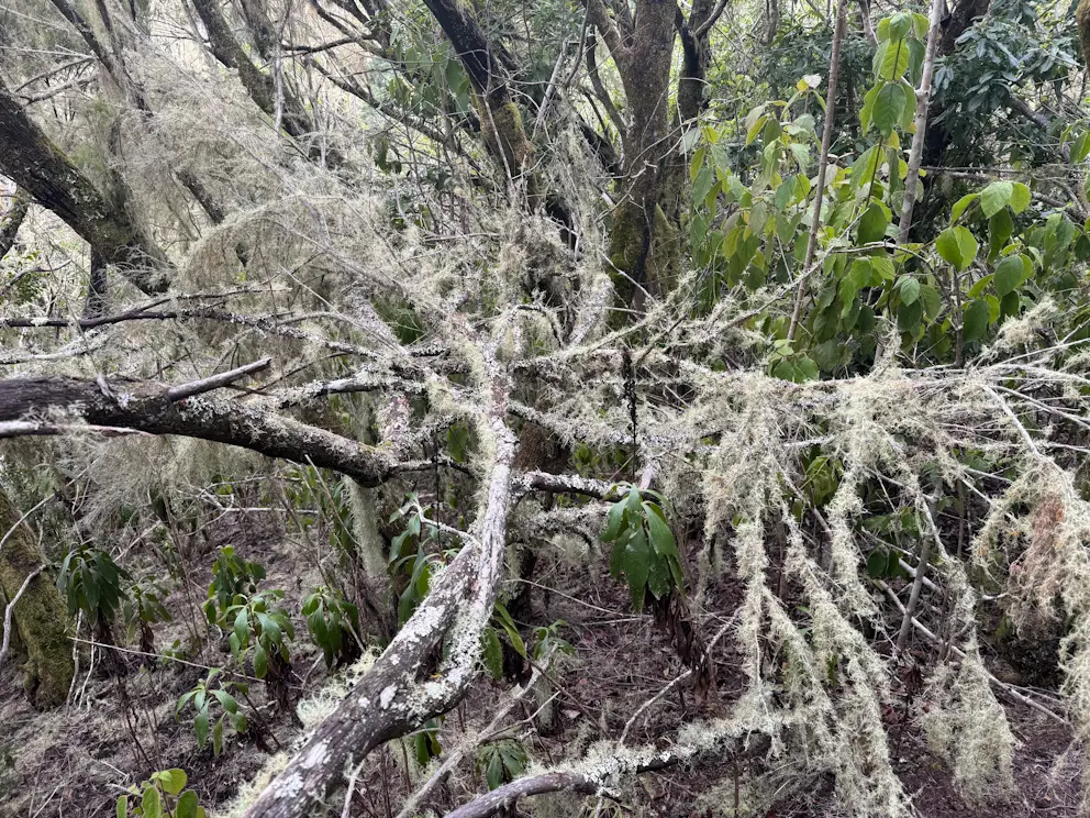 Drzewa pokryte brodaczkami