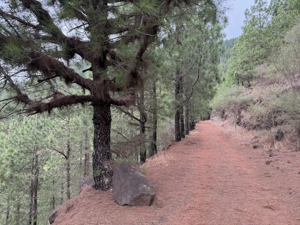 Ścieżka przez las sosnowy