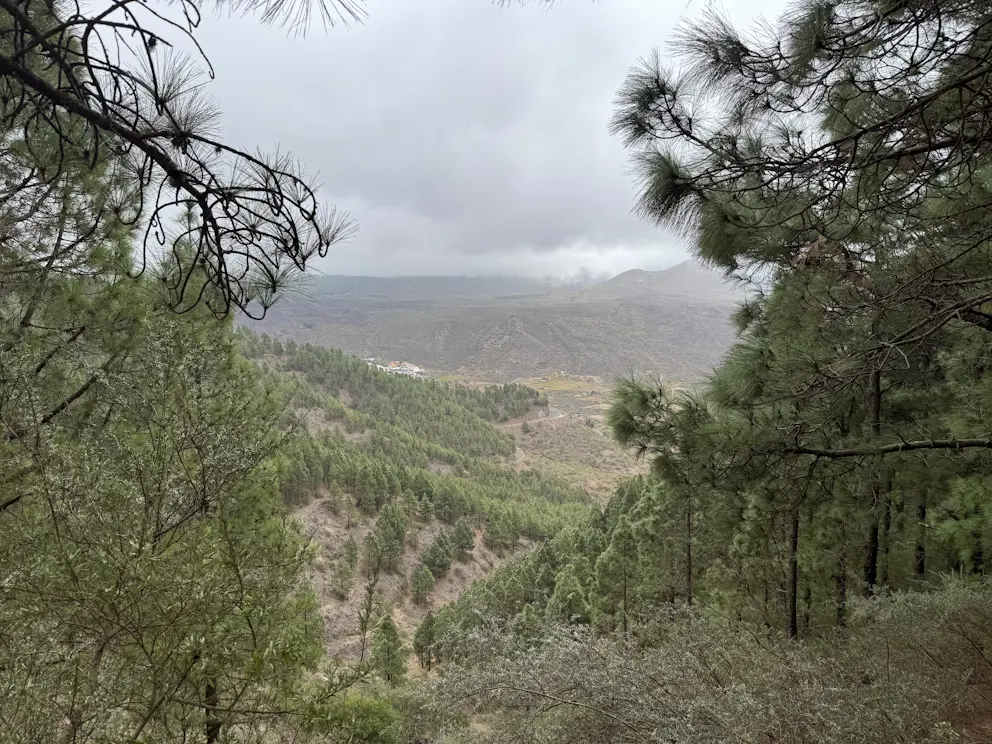 Widok przez sosny na dolinę