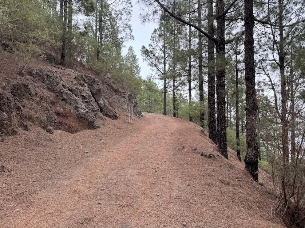 Ścieżka przez las sosnowy