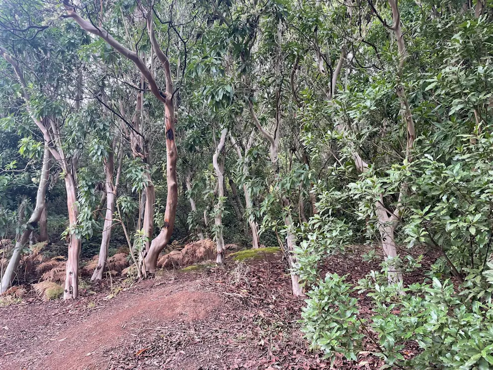 Strefa fayal-brezal z wrzoścem drzewiastym