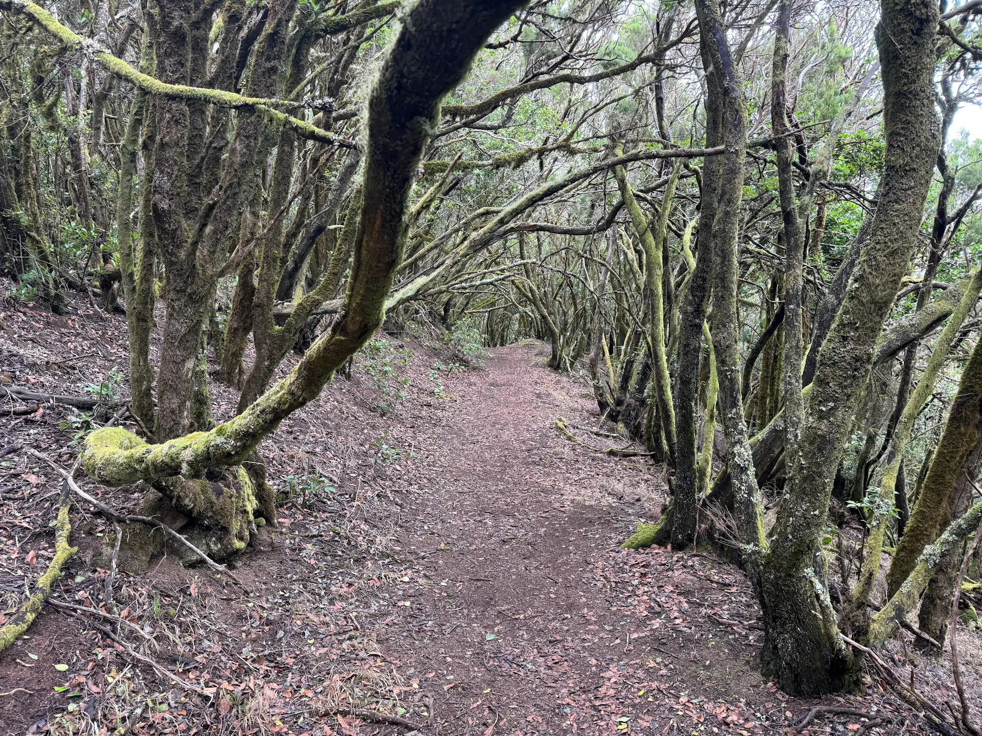 Erjos - Monte del Agua - Cumbre Bolico - Erjos