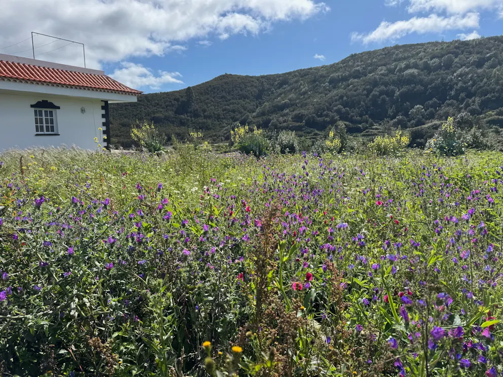Kwitnąca łąka w okolicach Erjos