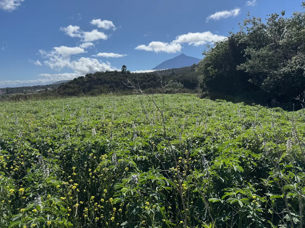 Łąka z widokiem na El Teide
