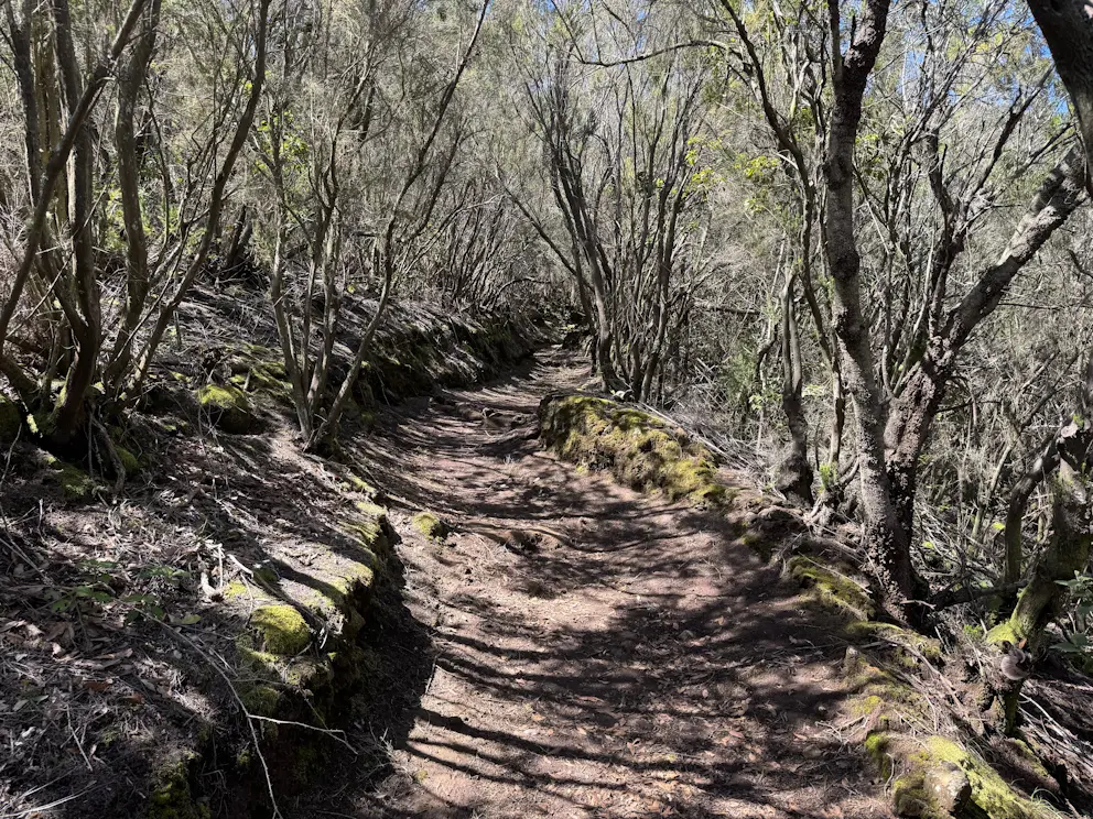 Ścieżka przez las wawrzynowy