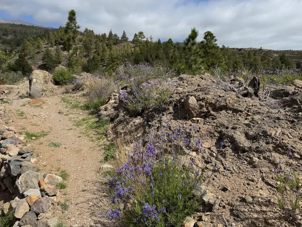 Ścieżka z fioletowymi kwiatami