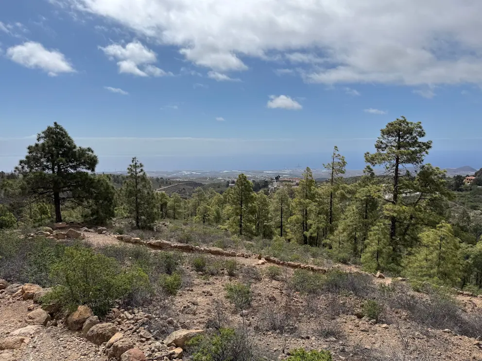 Panorama z sosnami kanaryjskimi