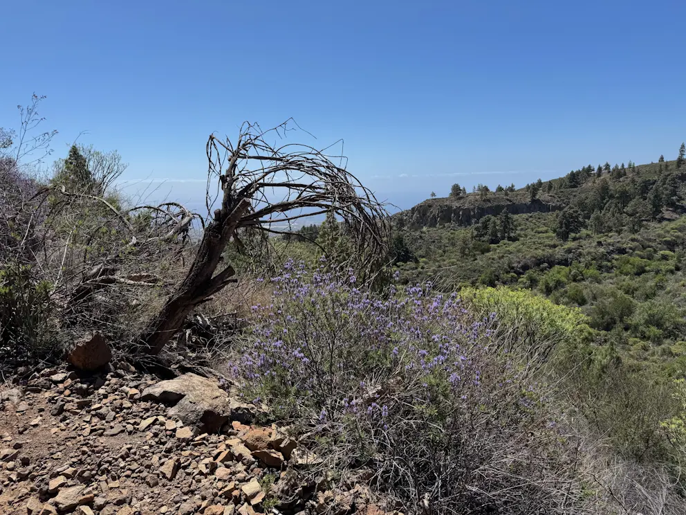 Suche drzewo i fioletowe kwiaty