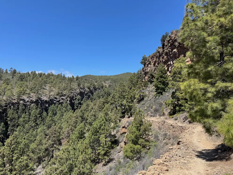 Ścieżka przez las sosnowy