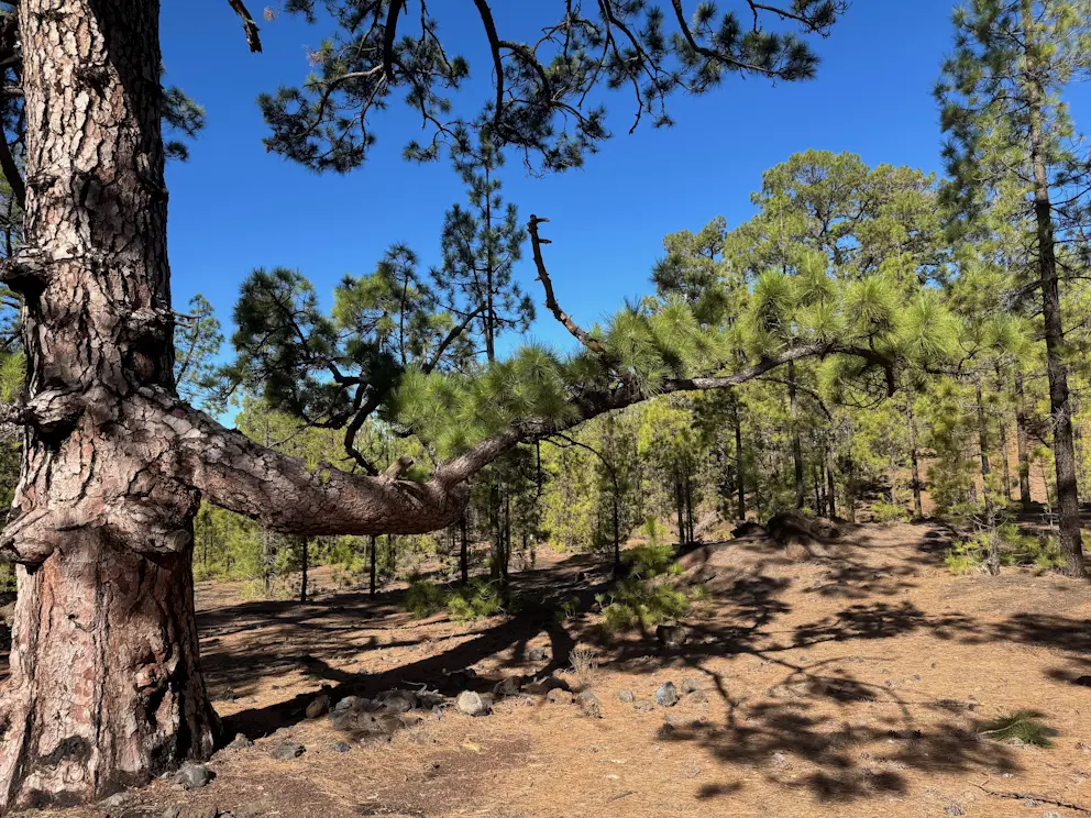 Las sosnowy przy szlaku