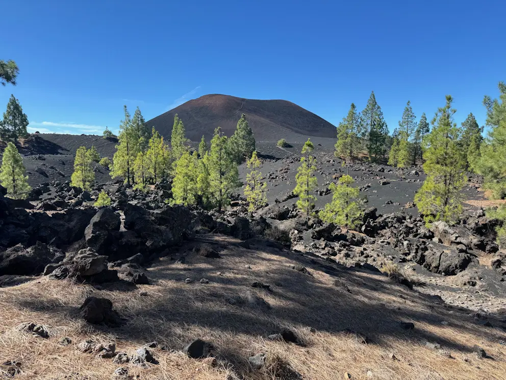 Chinyero z młodymi sosnami na pierwszym planie