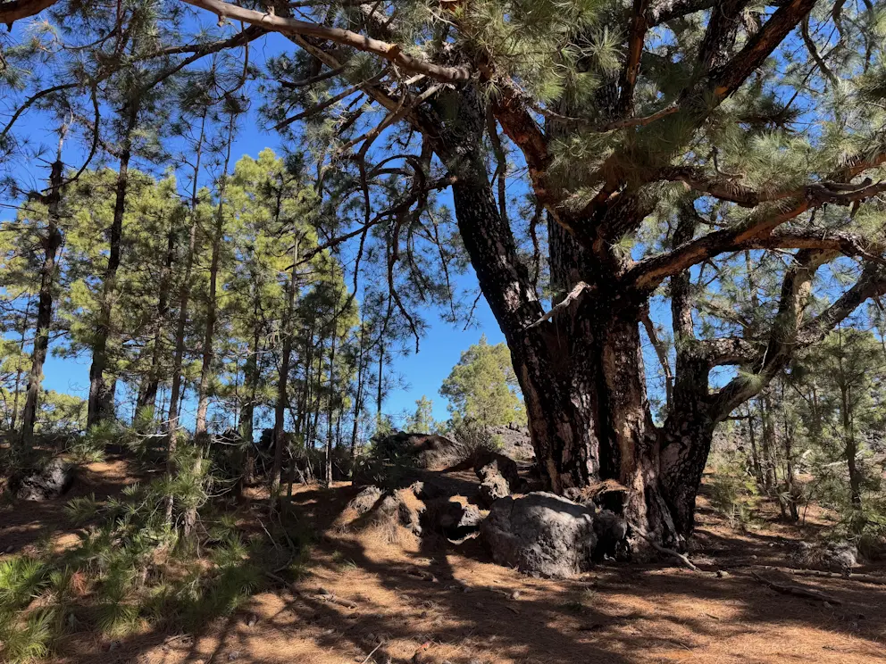 Okazała sosna kanaryjska