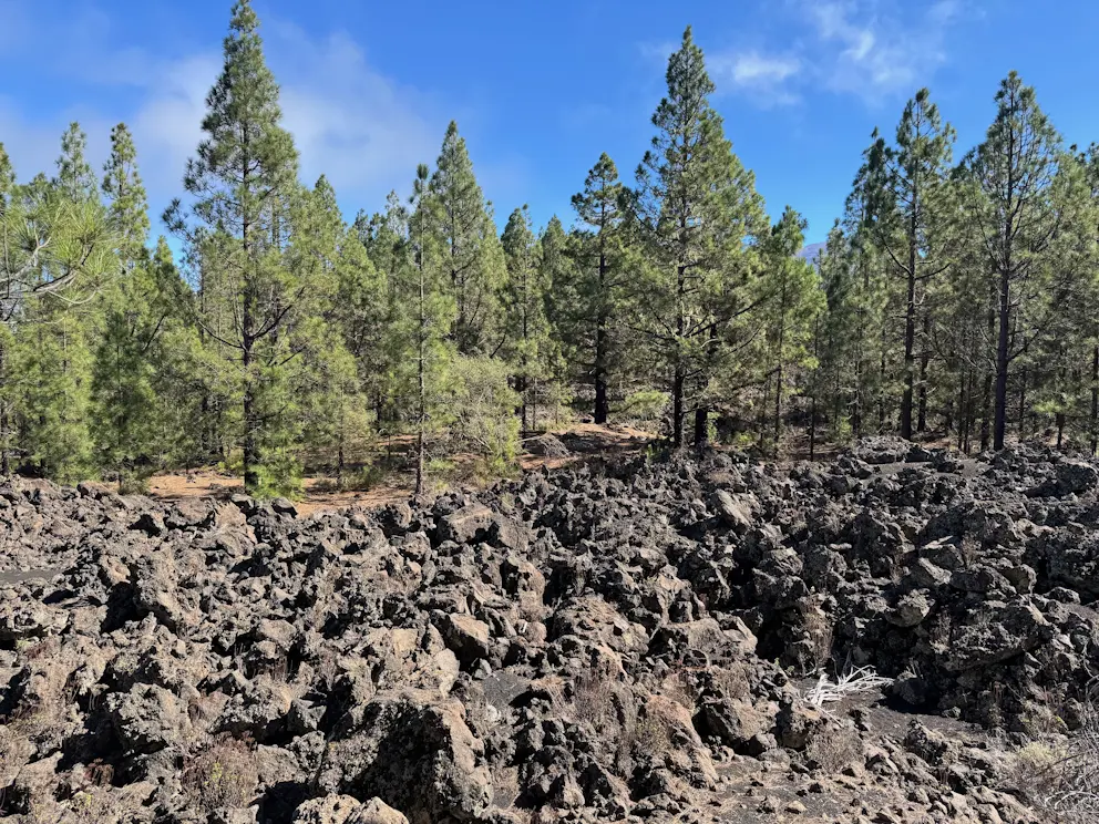 Pole lawowe z sosnami