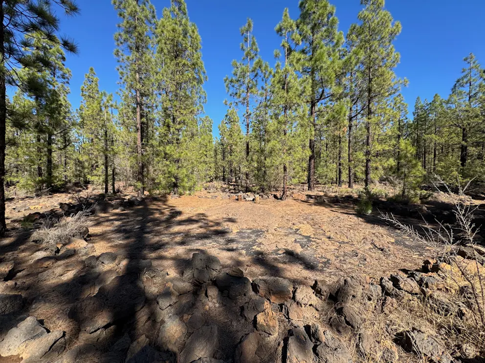 Las sosnowy w końcowej części trasy