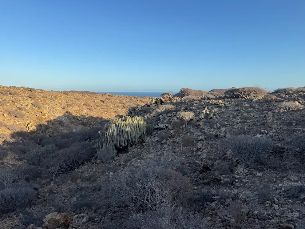 Płaskowyż z wilczomleczami kanaryjskimi