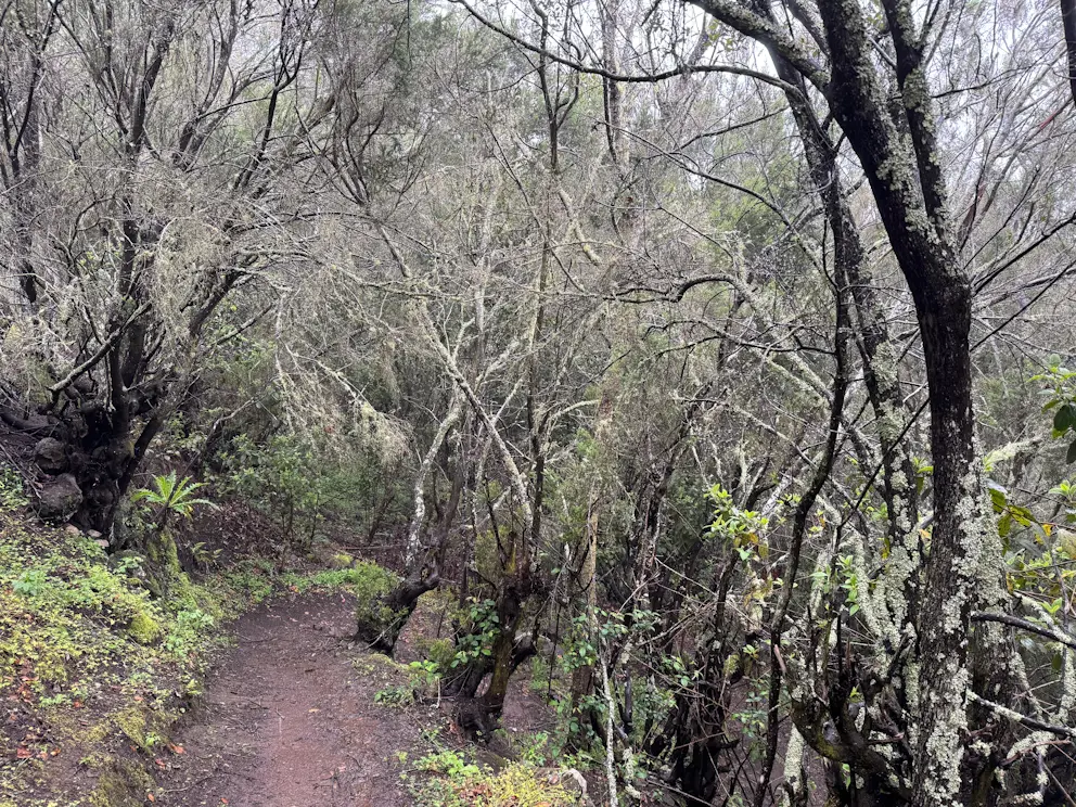 Las z porostami na drzewach