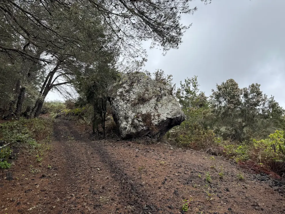 Głaz pokryty porostami
