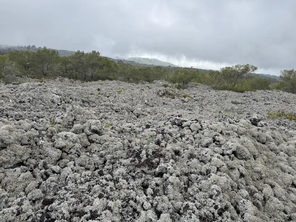 Pole porostów na lawie