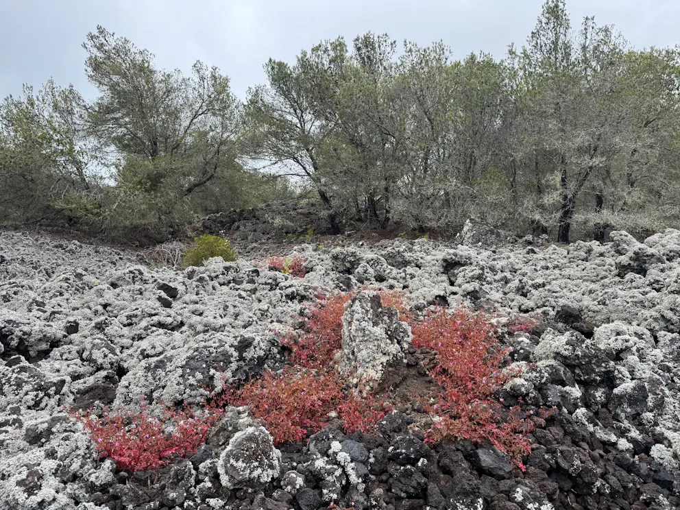 Porosty z czerwonymi sukulentami