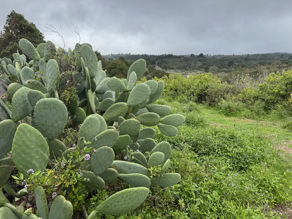 Opuncje przy ścieżce